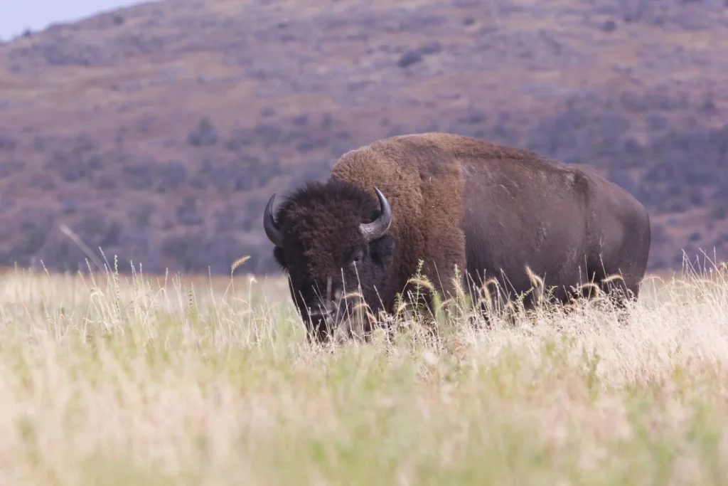 Bison in Tall Grass Photo for Indian Law Service
