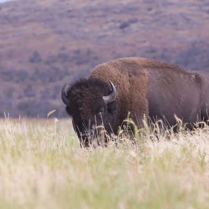 Bison in Tall Grass Photo for Indian Law Service